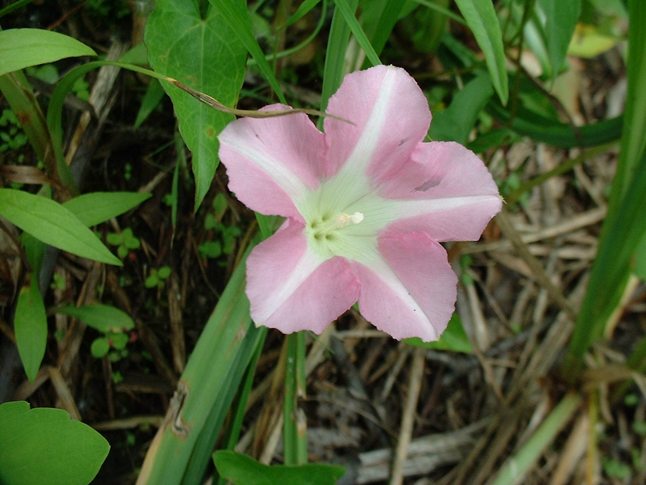 Calystegia sepium